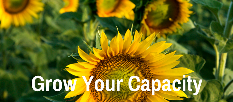 sunflowers with text 'grow your capacity'